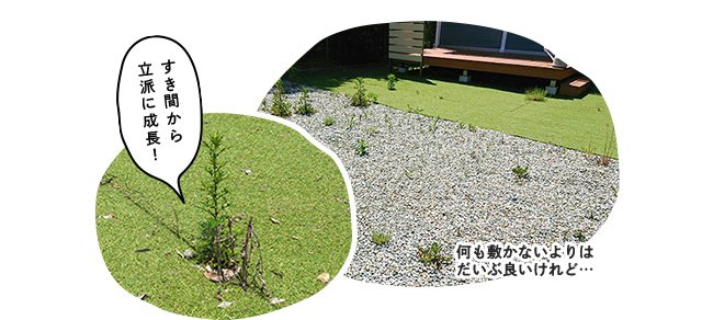 すき間から立派に成長!何も敷かないよりはだいぶ良いけれど・・・