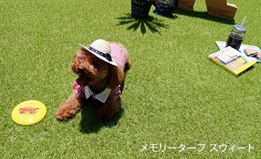 メモリーターフ スウィート