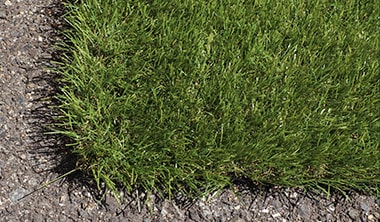 リアリーターフ®