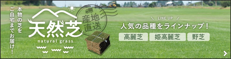 天然芝