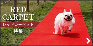 レッドカーペット特集