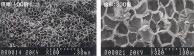 走査型電子顕微鏡で見るコルク