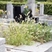 お墓の雑草対策は何が効果的？