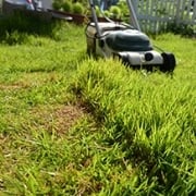 芝生の雑草対策