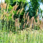 チガヤの雑草対策方法