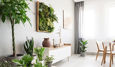 風水における緑の効果