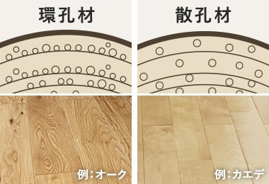 環孔材と散孔材の違い