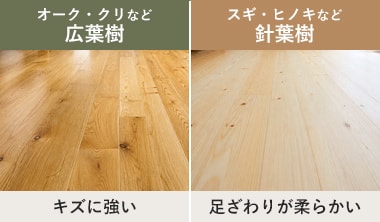 広葉樹と針葉樹