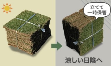 涼しい日陰で一時保存
