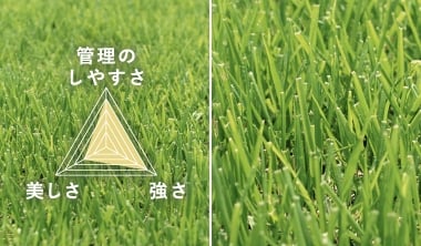 野芝