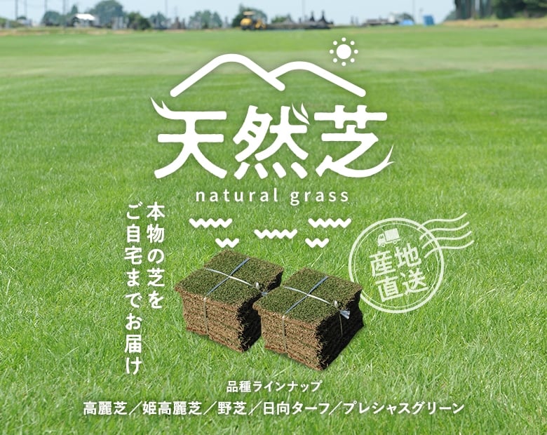 天然芝