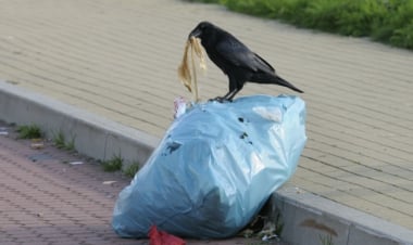 ゴミ置き場を荒らすカラスよけ