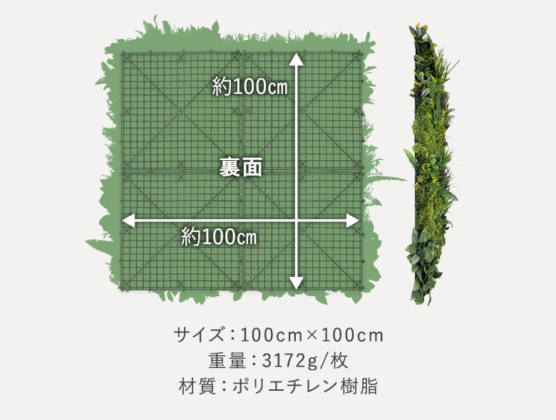 ジャングルファーン 商品画像