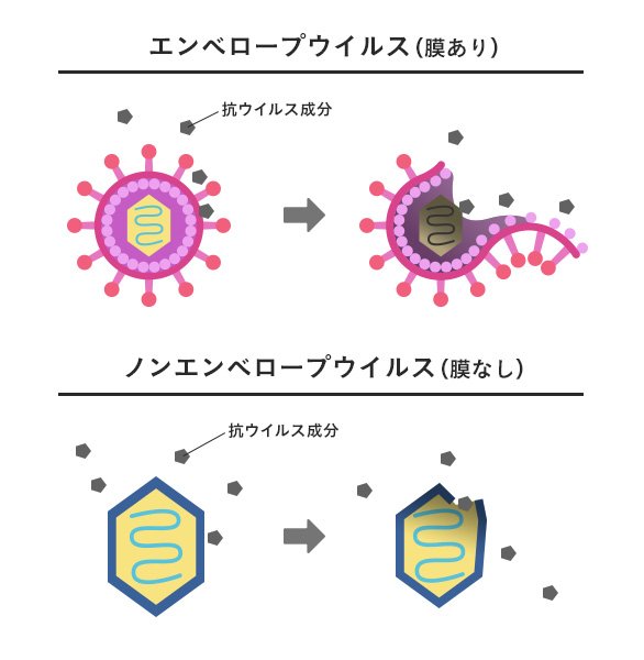 ノンエンベロープウイルス