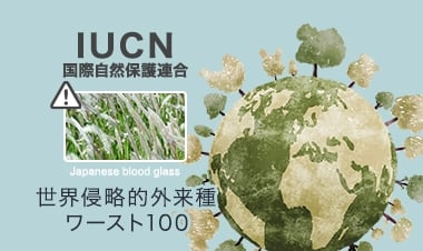 チガヤは世界最強の雑草