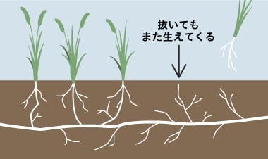 抜いてもまた生えてくる