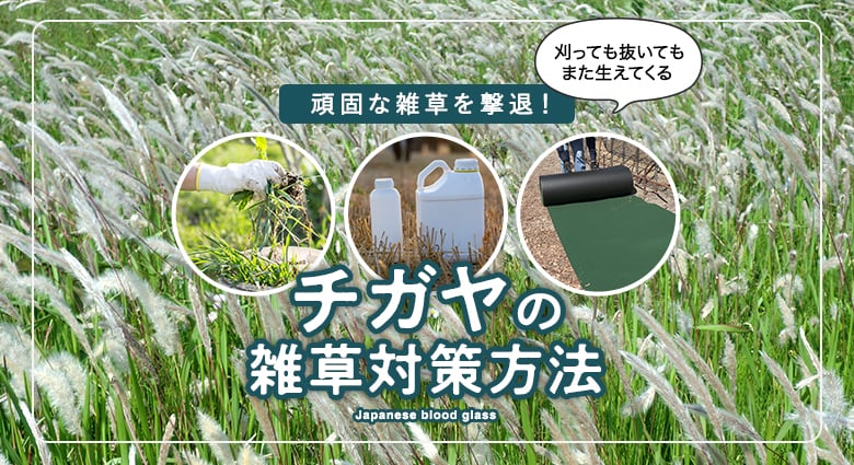 チガヤの雑草対策方法