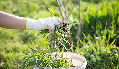 草むしりの費用相場