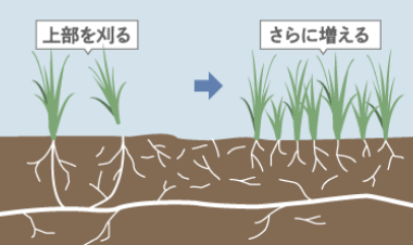 むやみに引きちぎることで増殖する雑草も