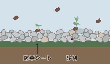 飛んできた種子が砂利の層で発芽