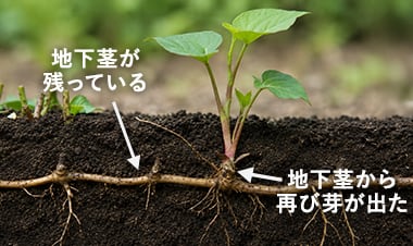 地下茎が残っていれば再び芽がでます
