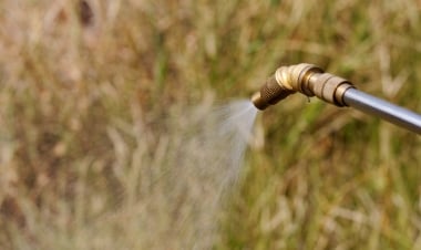 除草剤を使ったドクダミ駆除方法