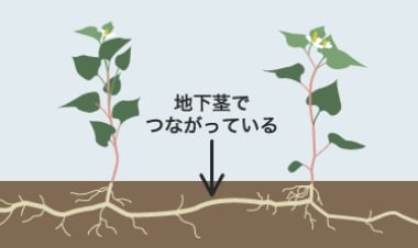 地下茎でつながっている