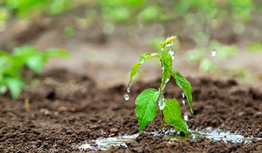 ほとんどの雑草は水がなければ成長しない