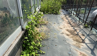 防草シートのキワから雑草が生えている様子