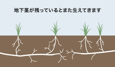 地下茎が地面に残り続けている