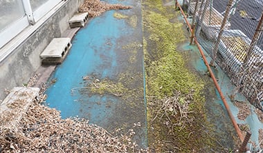 防草シートの上にコケが繁茂