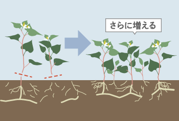 地下茎で繁殖する雑草