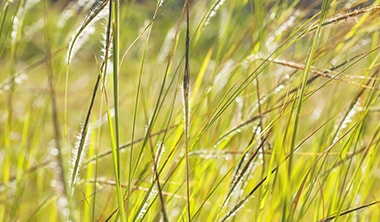 葉先の尖った雑草が生えてくる