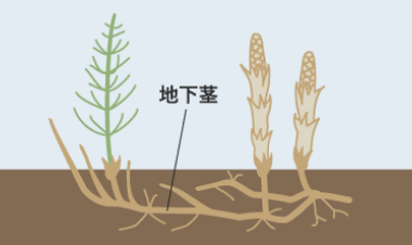 地下茎で繁殖する雑草
