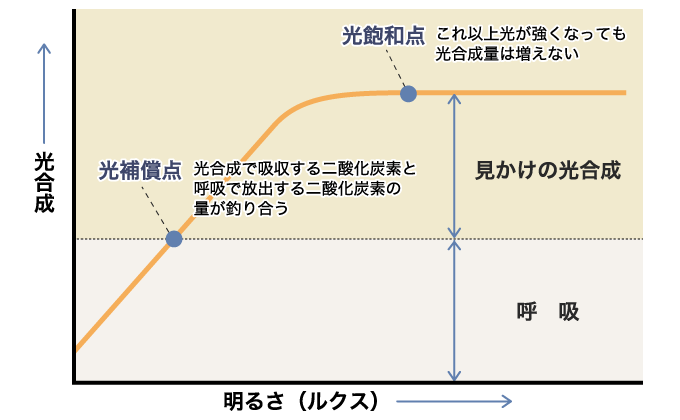 雑草の光合成に必要な光の明るさ