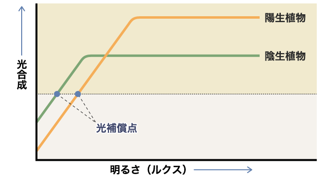 陽性植物と陰性植物によって光補償点は異なる