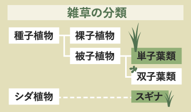 雑草の分類