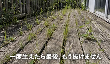 デッキ下の雑草地獄
