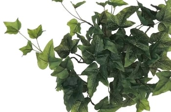 ヘデラグリーン