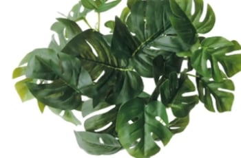 ヒメモンステラ