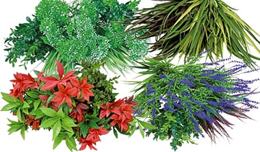 ビスタフォリアの特徴3