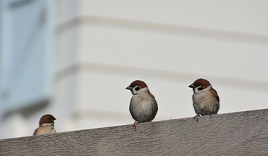 鳥害が発生しやすい場所