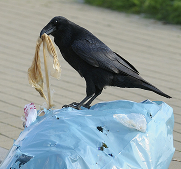 鳥害とは具体的にどんなもの？