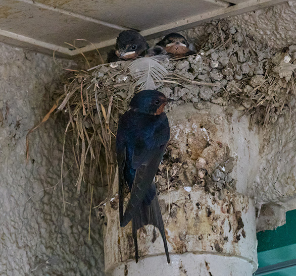 鳥害を放っておくとどうなる？