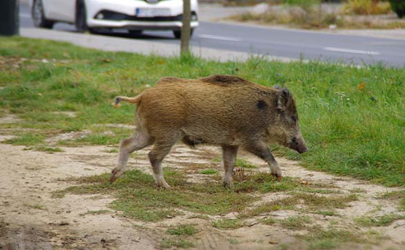 害獣被害が発生しやすい場所