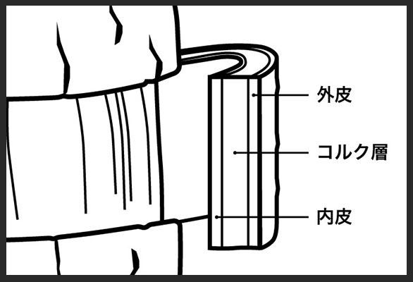 コルクガシの皮の解説イラスト