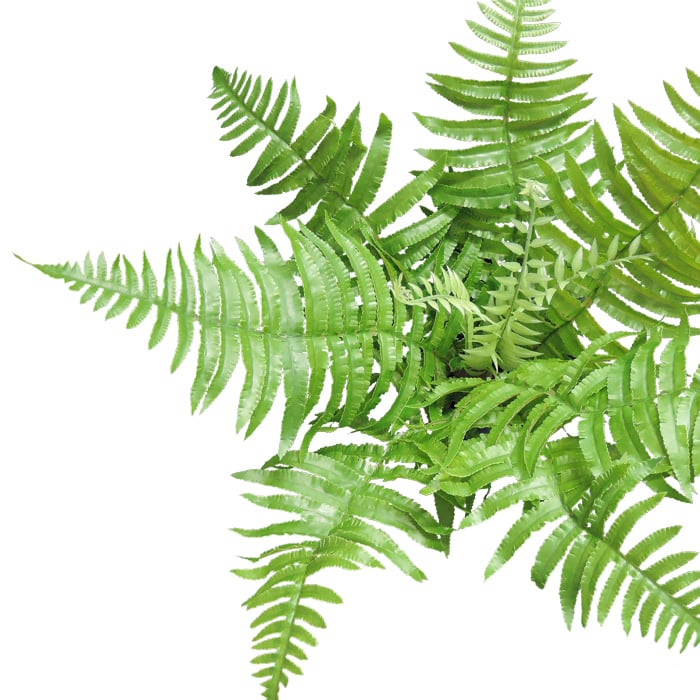 壁掛けインテリア 壁飾り シダ植物 フェイク グリーン ウォール ハンギング ファーン シダ アート