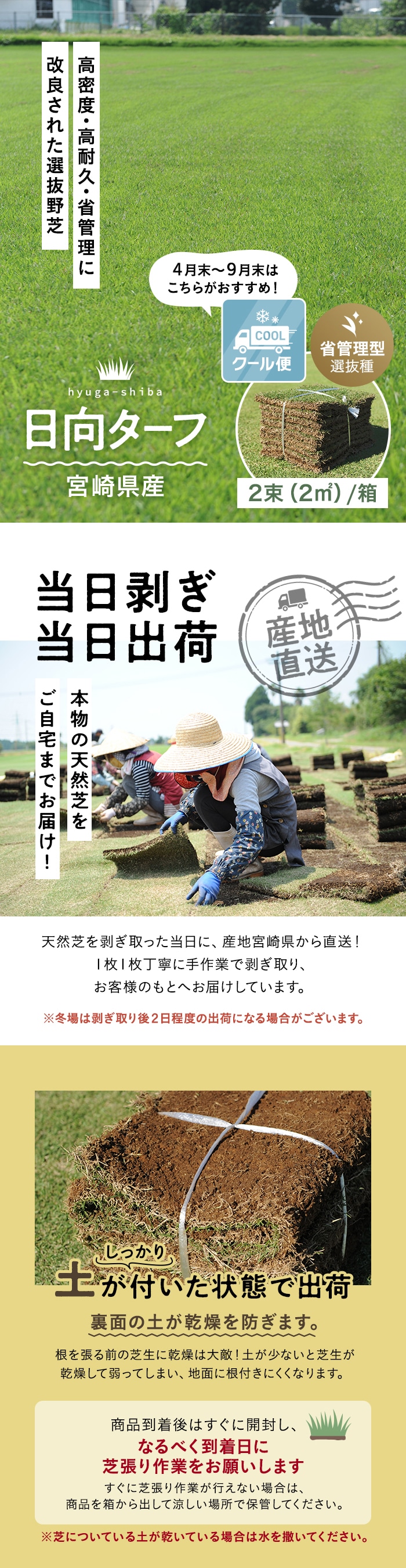 【クール便】芝生 天然芝 野芝 日向ターフ 省管理型 宮崎県産 2束(2平米)入