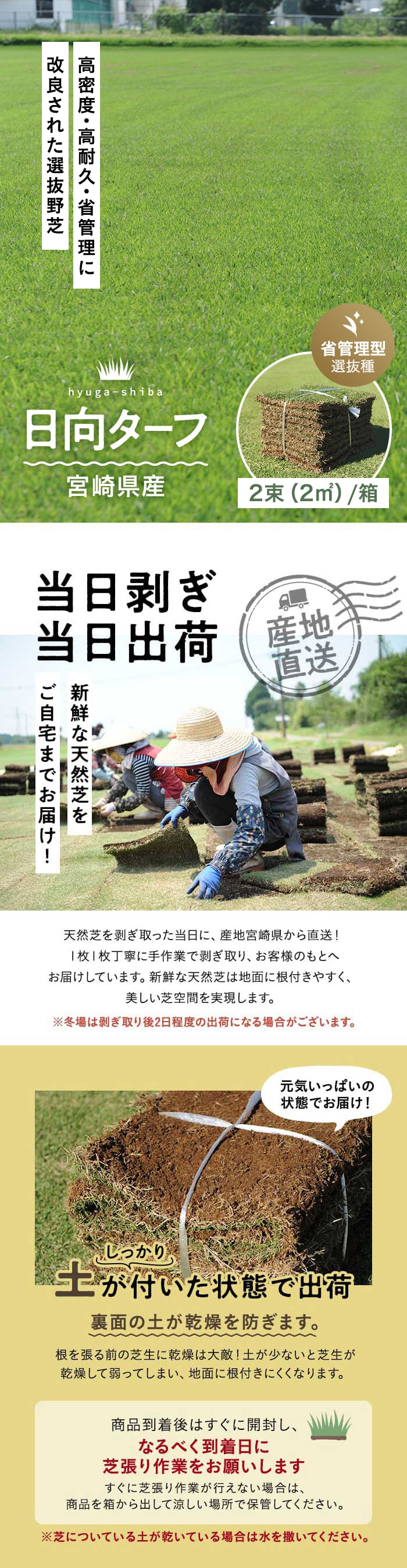 芝生 天然芝 野芝 日向ターフ 省管理型 宮崎県産 2束(2平米)入 ソッド