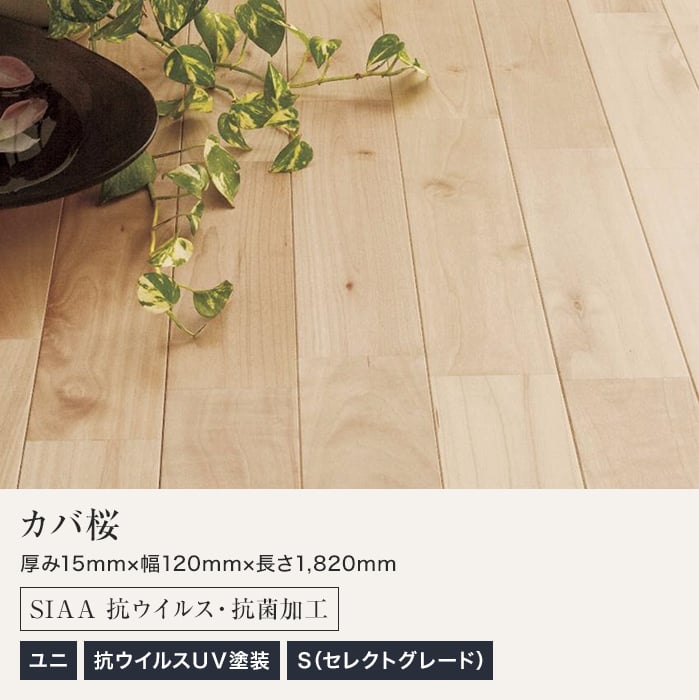 床材 フローリング フロア 樺桜 天然 高級 uv塗装 diy 無垢